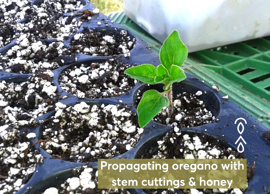 Propagating oregano with stem cuttings and honey