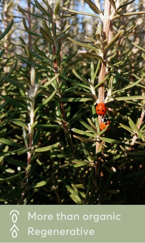 Ladybugs on organic rosemary in aetheleon farm